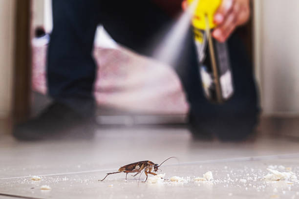 Best Wasp Removal Services  in Steamboat Springs, CO