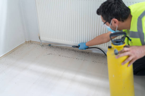 Wasp Removal Services in Steamboat Springs, CO