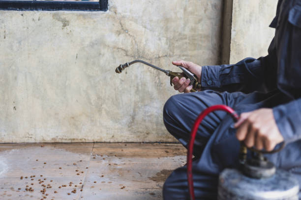 Best Affordable Pest Control Services  in Steamboat Springs, CO